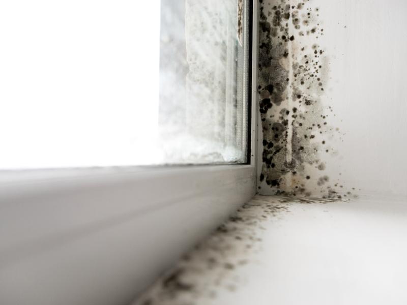 mould