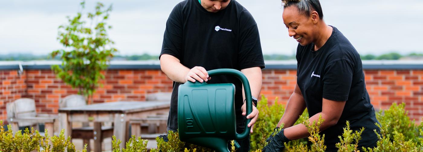 Watering the plants